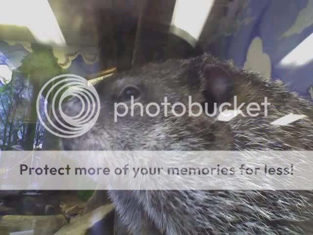 Punxsutawney Pennsylvania Punxsutawney Phil